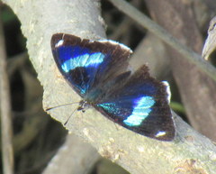 Diaethria ceryx