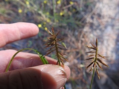 Cyperus hystricinus