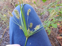 Cyperus hystricinus