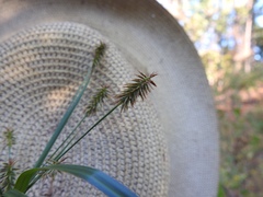 Cyperus hystricinus