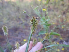 Cyperus hystricinus
