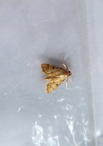 Pearl Moths