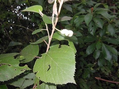 Helicteres baruensis