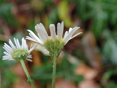 Erigeron annuus
