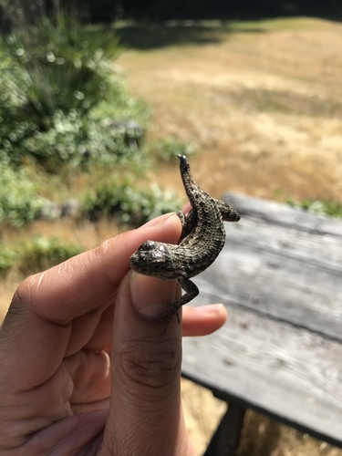 iNaturalist observation photo of Western Fence Lizard