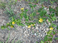 Malvastrum corchorifolium