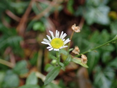 Erigeron annuus
