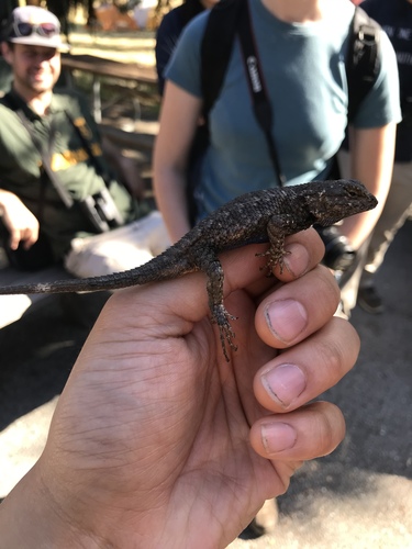 iNaturalist observation photo of Western Fence Lizard