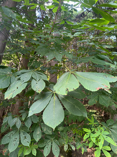 Aesculus turbinata, photograph 5