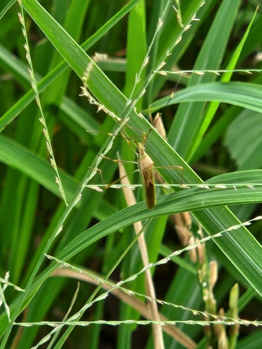 Paddy Bug