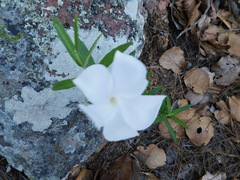 Mandevilla hypoleuca