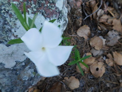 Mandevilla hypoleuca