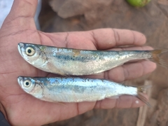 Boopis Razorbelly Minnow photo 1