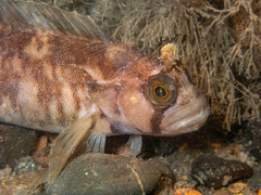Yarrell's Blenny photo 2