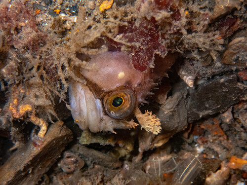 Yarrell's blenny (Chirolophis ascanii) — Stichaeidae — 4