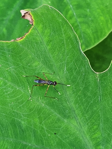 Rainieria