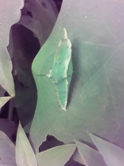 Pieriballia