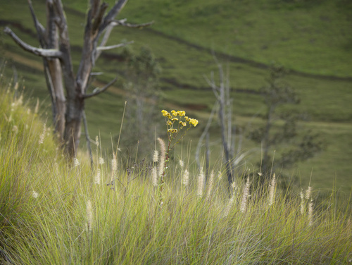 Helichrysum foetidum observed 2025-08-09