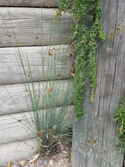 Juncus distegus