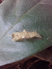 Pieriballia