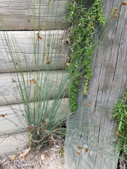 Juncus distegus
