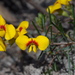 Dillwynia glaberrima - Photo (c) Lorraine Phelan, algunos derechos reservados (CC BY-NC), subido por Lorraine Phelan