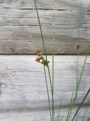 Juncus distegus