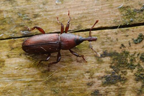 Holly weevil