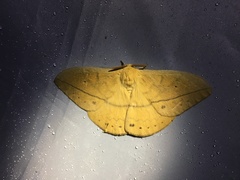 Maltagorea auricolor