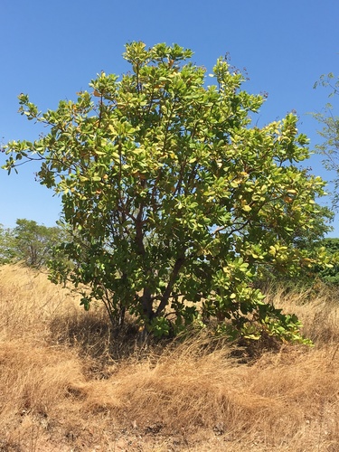 Anacardium image