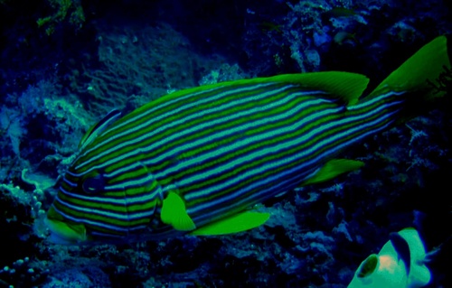 Ribbon Sweetlips — seen at this dive site
