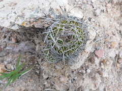 Echinofossulocactus phyllacanthus