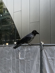 Corvus macrorhynchos japonensis