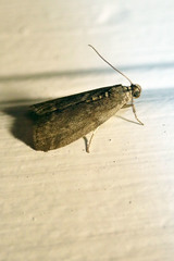 Oreana unicolorella