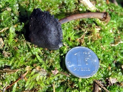 Hydropus atramentosus