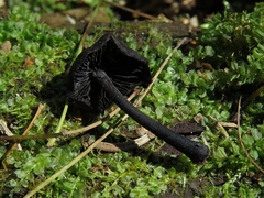 Hydropus atramentosus