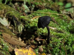 Hydropus atramentosus