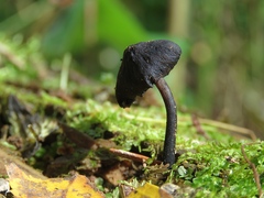 Hydropus atramentosus