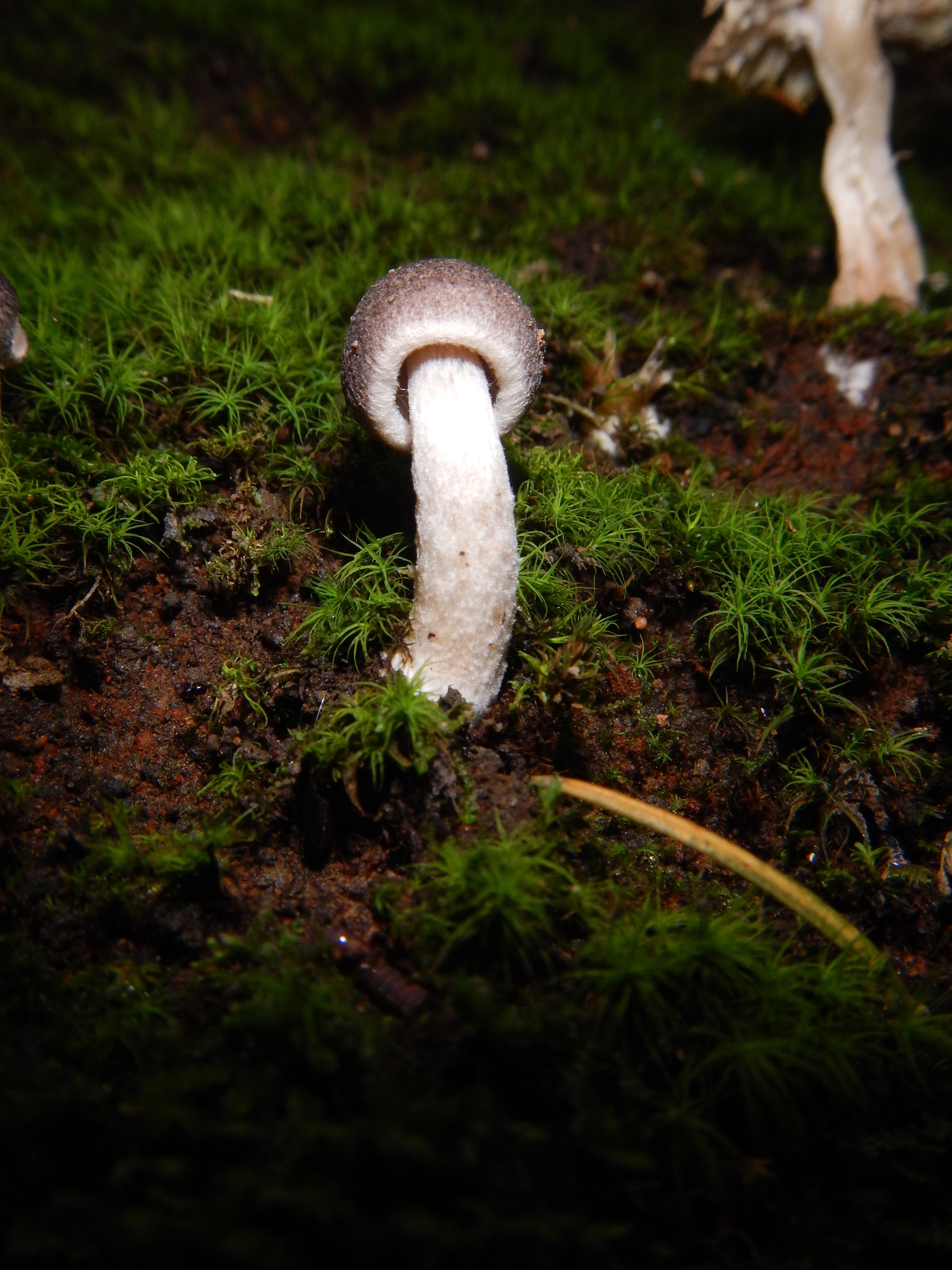 Inocybe geophylla var. lilacina image
