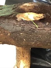 Leccinum ponderosum