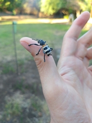 Aegorhinus phaleratus