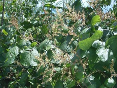 Neomillspaughia emarginata