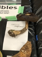 Leccinum ponderosum