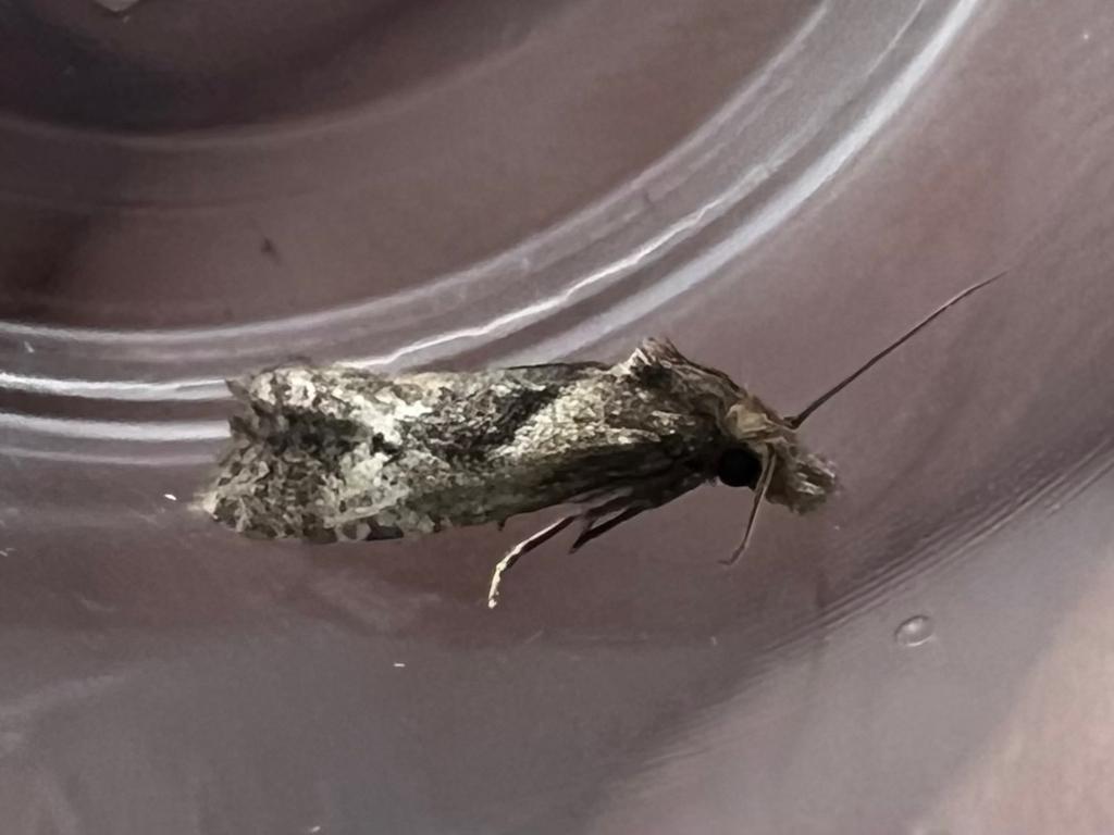 Phtheochroa baracana