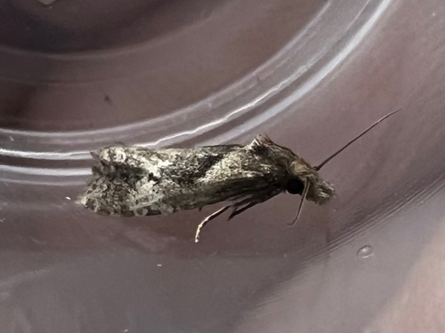 Phtheochroa baracana