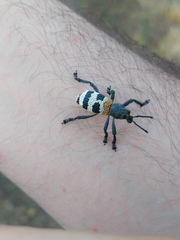 Aegorhinus phaleratus