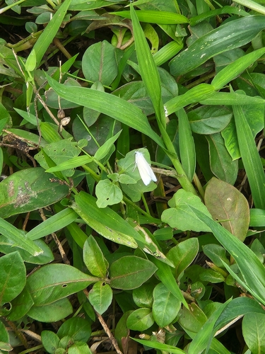 Scirpophaga innotata