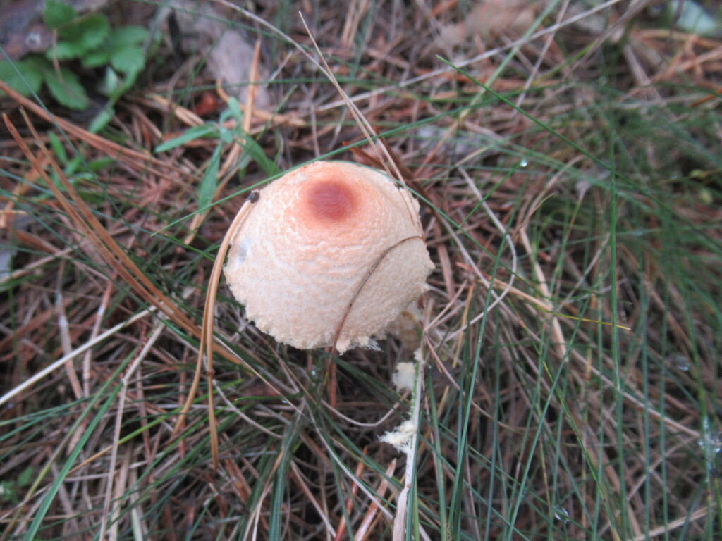 Lepiota clypeolaria · August 2025 · photo: © smsergey (iNaturalist, cc-by-nc)