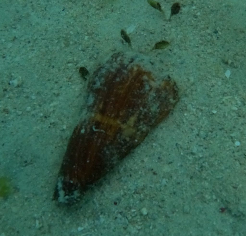 Flag cone