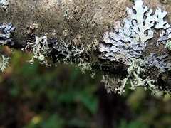 Ramalina sinensis